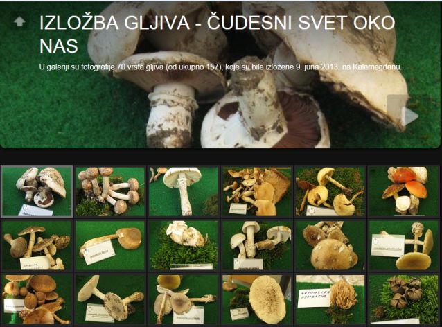 Fotografije gljiva sa izlozbe na Kalemegdanu